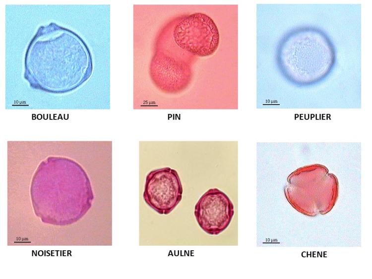 Grains pollens microscope